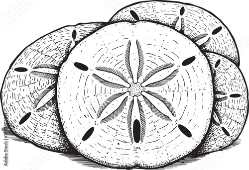 Monochrome drawing of sand dollars evoking vintage natural histo
