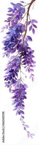 Vibrant purple wisteria branch against white