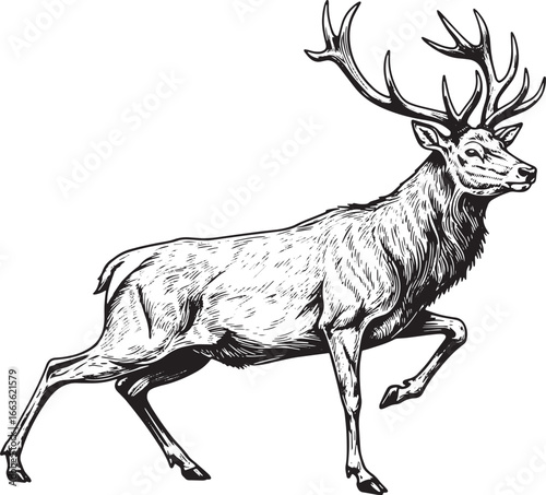 Elegant stag in a striking woodcut style, perfect for wildlife a