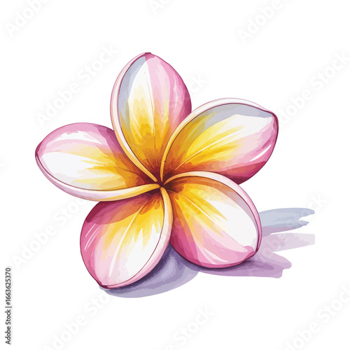 Watercolor illustration of a plumeria flower