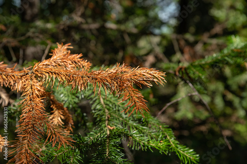 A dried spruce branch with yellowed needles