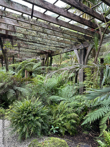 Photography Lush fern garden under wooden pergola in tropical greenhouse setting