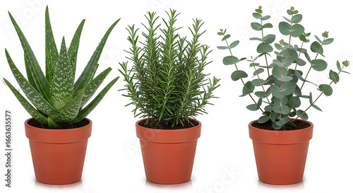 Potted Aloe, Rosemary, and Eucalyptus Plants. Ai generation