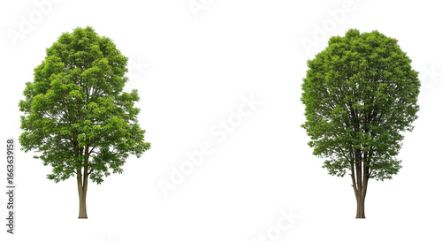 Two lush green trees isolated on white background. Ai generation