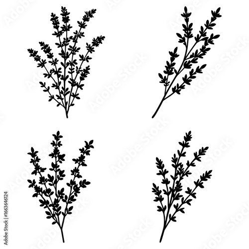 Four black thyme sprigs with small leaves arranged in a simple botanical illustration on white background