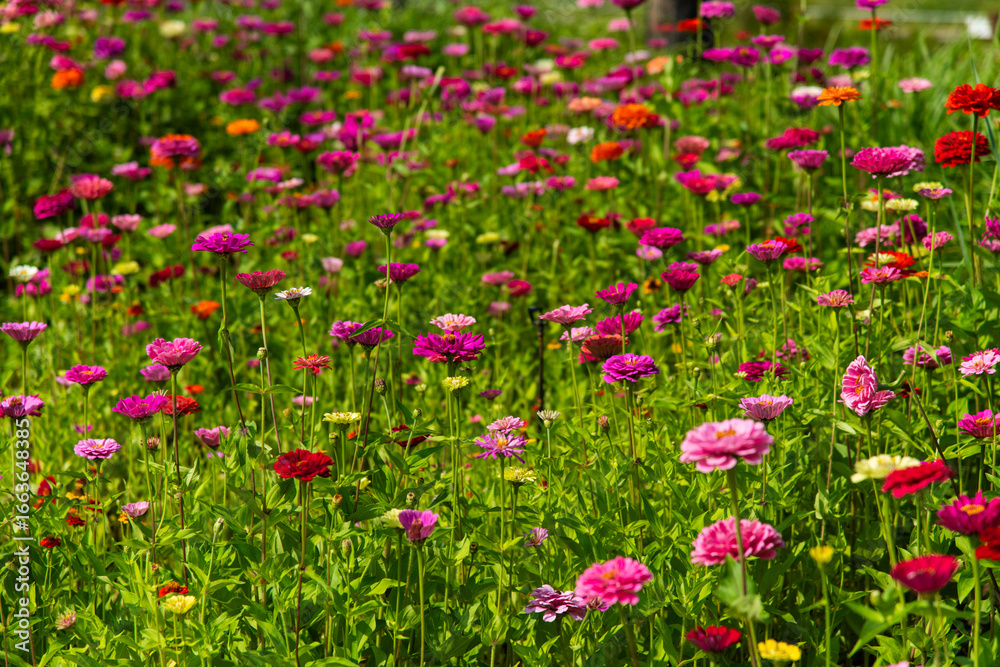 Fototapeta premium field of various zinnia flowers