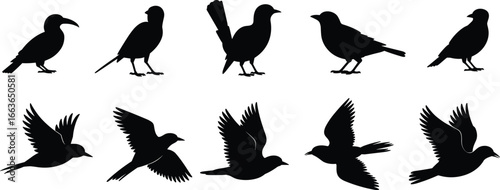 Bird silhouette vector set featuring flying and perched birds in various poses, wing positions, and species profiles on white background