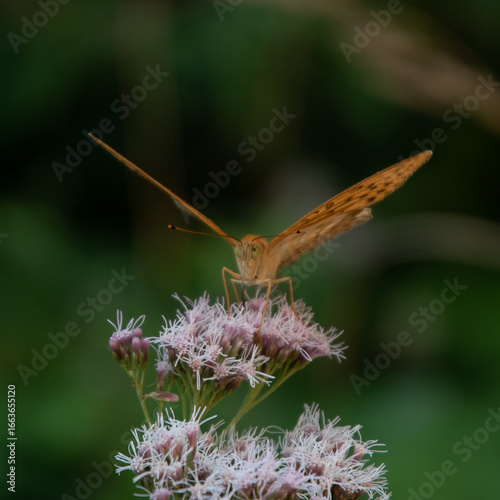 Butterfly on flower