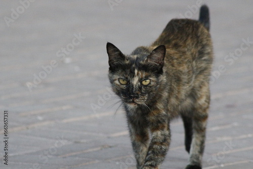 Canvas Print Wild cats living in the wild and natural habitat of Kırşehir province of Anatoli