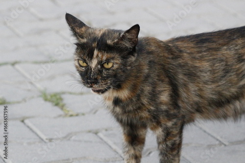 Wall Mural Wild cats living in the wild and natural habitat of Kırşehir province of Anatoli