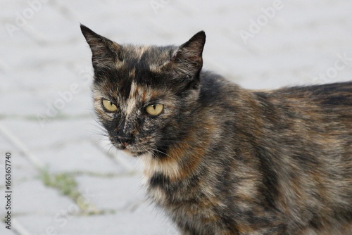 Photography Wild cats living in the wild and natural habitat of Kırşehir province of Anatoli