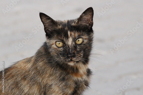 Photography Wild cats living in the wild and natural habitat of Kırşehir province of Anatoli