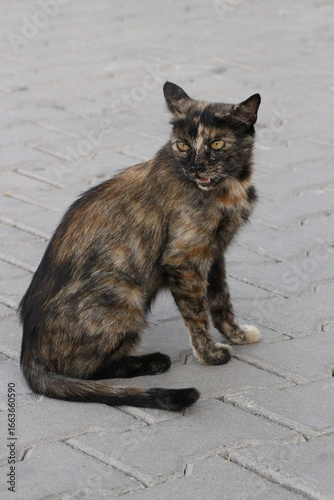 Photography Wild cats living in the wild and natural habitat of Kırşehir province of Anatoli