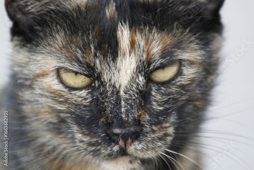Photography Wild cats living in the wild and natural habitat of Kırşehir province of Anatoli
