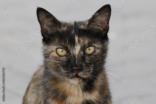 Wild cats living in the wild and natural habitat of Kırşehir province of Anatolia
