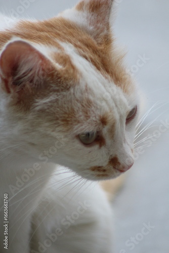 Wild cats living in the wild and natural habitat of Kırşehir province of Anatolia