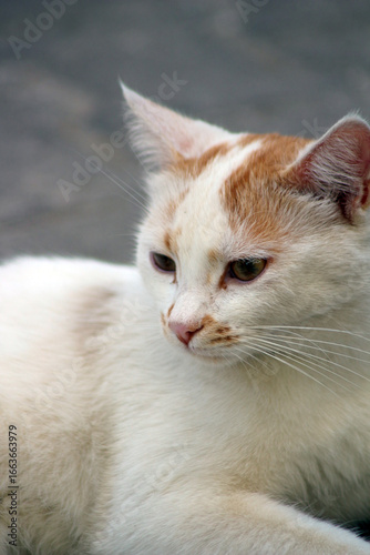 Wild cats living in the wild and natural habitat of Kırşehir province of Anatolia