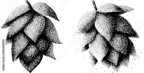 Stipple dotwork of hop cone illustration - vintage botanical art for design