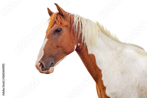 Horse head isolated on white background. Red piebald horse.