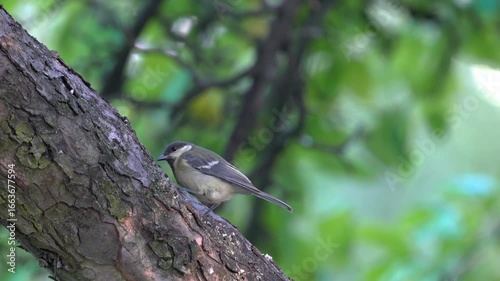 Great Tit eats food on tree (Parus major) - (4K)
