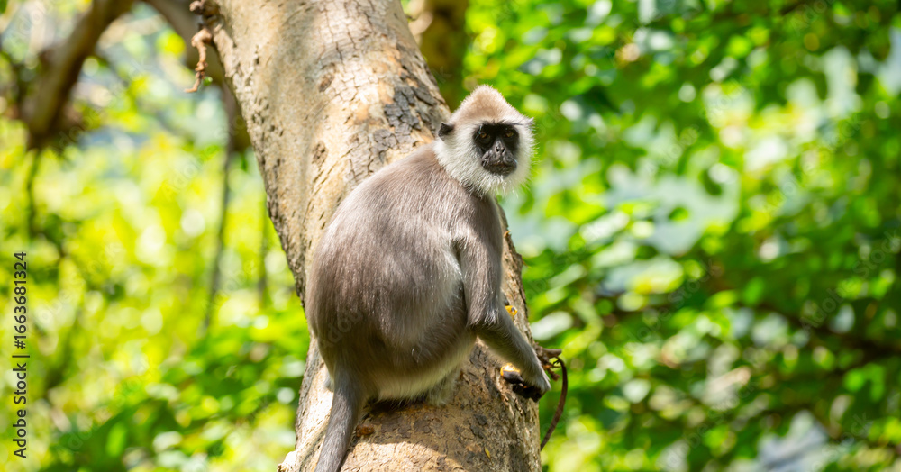Obraz premium Gray hanuman langurs on a tree. Monkeys in the wild in the jungles of Sri Lanka. Troop of monkeys on trees. Wildlife scene with wild animals.