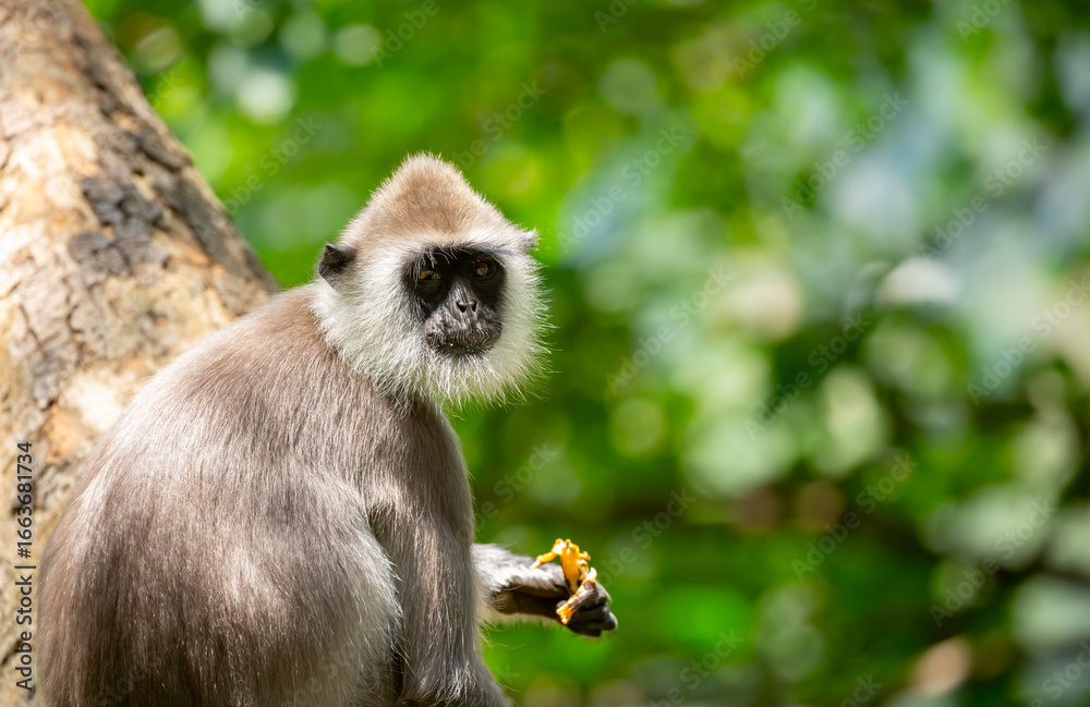 Fototapeta premium Gray hanuman langurs on a tree. Monkeys in the wild in the jungles of Sri Lanka. Troop of monkeys on trees. Wildlife scene with wild animals.