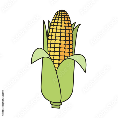 vector ilustration corn cobs isolated on white