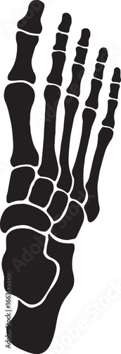 Foot bones silhouette vector illustration, human anatomy and medical design, EPS format ready.