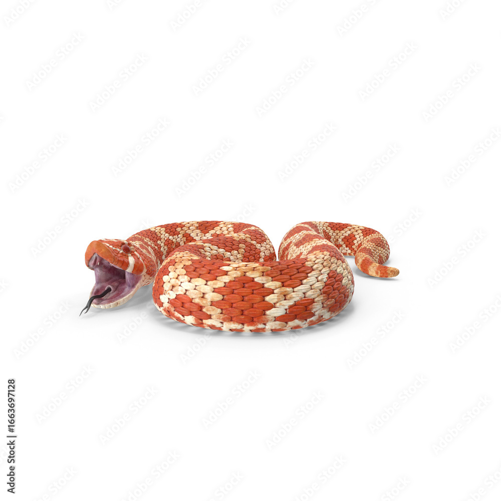 Obraz premium Red Hognose Snake Attack Pose