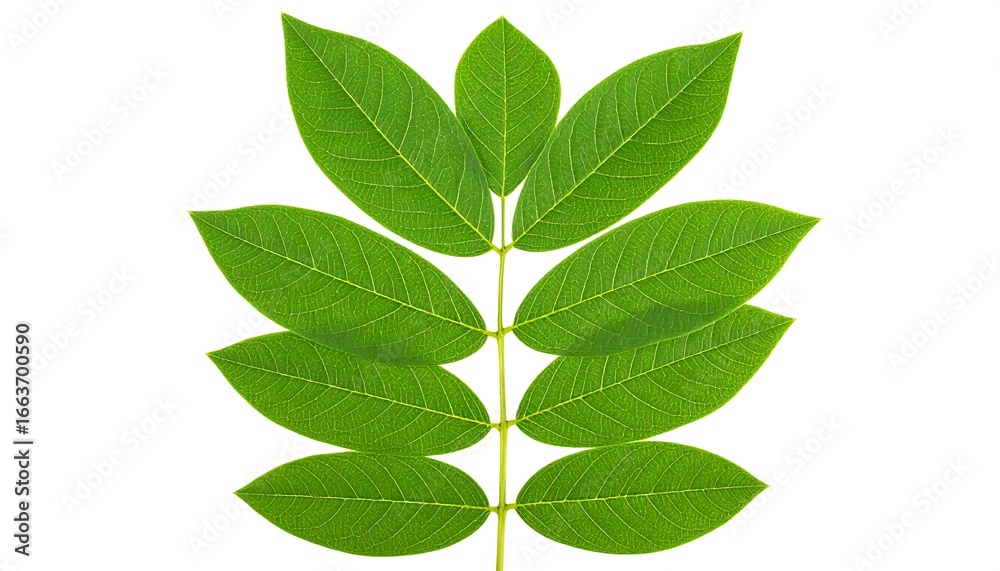 Obraz premium Green leaves on white background