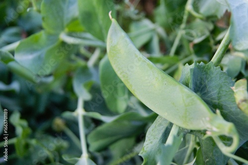 Green pea pods on a bush in a milky ripe garden