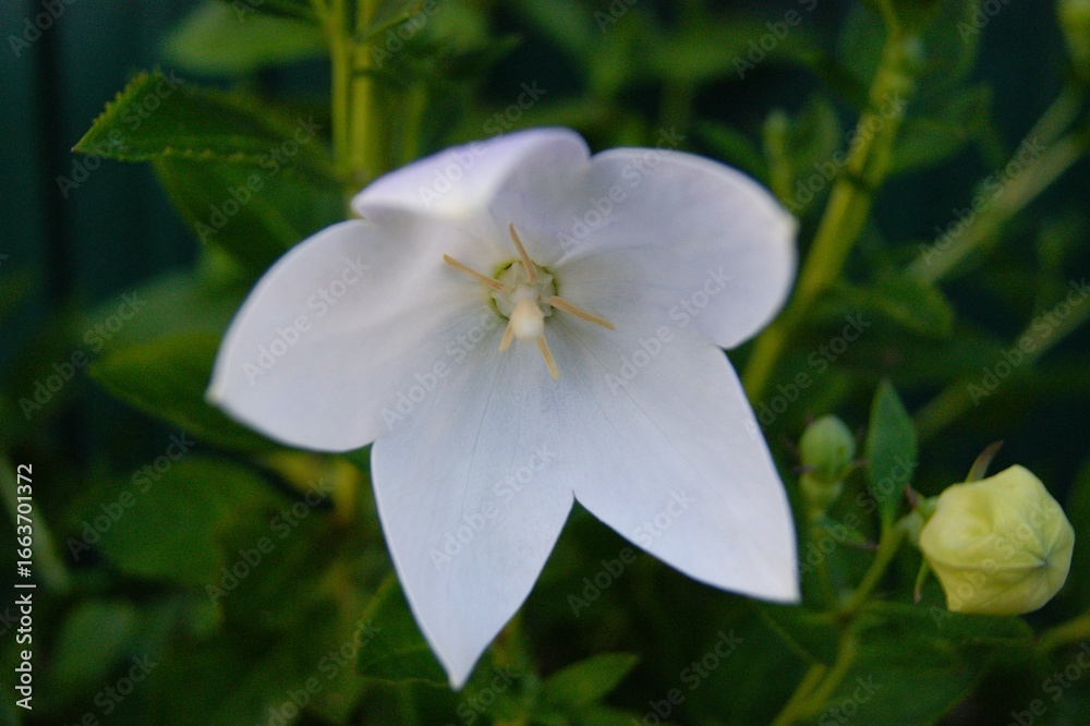 Obraz premium Platycodon grandiflorus, also known as balloon flower