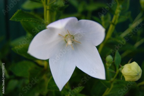 Platycodon grandiflorus, also known as balloon flower