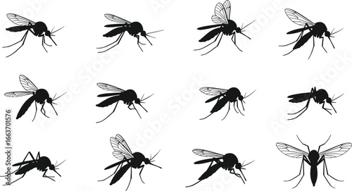 Mosquito silhouettes, mosquito collection, flying insects, mosquito vector, disease carrier, mosquito poses, black insect icons, pest control, vector-borne disease, mosquito wings