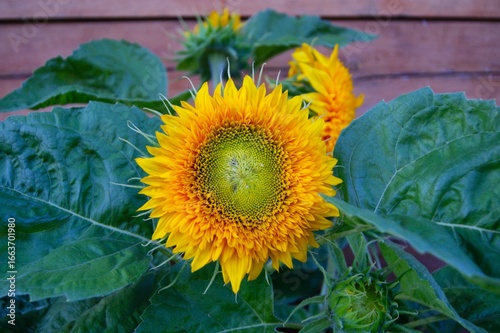 Young sunflower in the garden. Large yellow flower, macro photography.