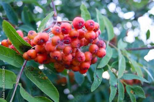 Bunches of red rowan on a tree in a light spider web against the background of greenery and blue sky. Delicious harvest