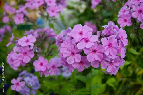 Pink flower - phlox paniculata. Phlox paniculata. Horizontal Photo