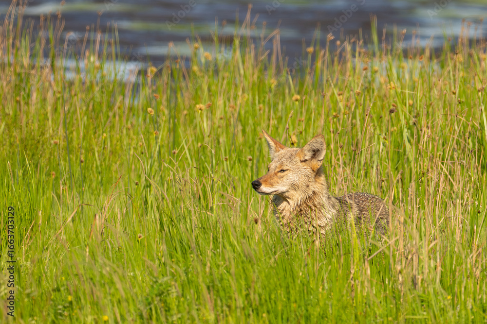 Obraz premium Wild Coyote Surveys Marsh in Edmonds Washington