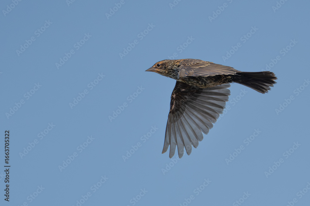 Obraz premium Female Red-Winged Blackbird in Flight