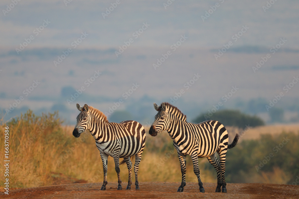 Naklejka premium zevra crossing