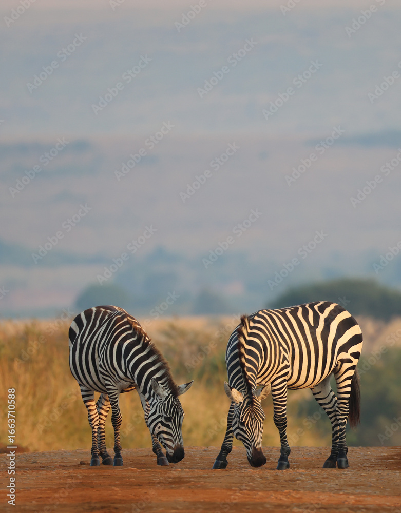 Obraz premium zebra couple