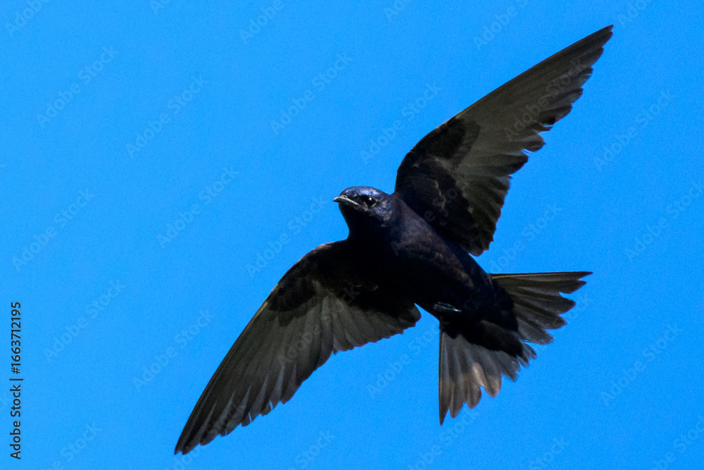 Obraz premium Male Purple Martin in Flight Against Clear Blue Sky — Vibrant Wildlife Bird Photography Showing Graceful Wings, Shimmering Plumage, and Natural Freedom in Detailed Avian Motion