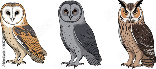 Cartoon owl set, hand-drawn birds of prey, detailed owl illustration, forest wildlife animals, nocturnal raptors, vector isolated design