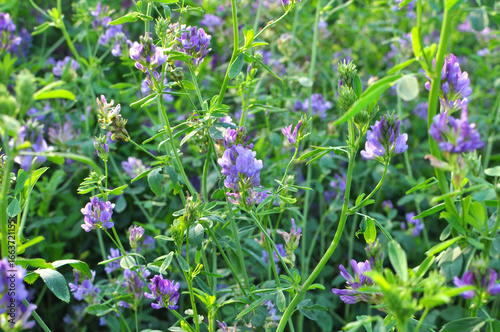 The field is blooming alfalfa