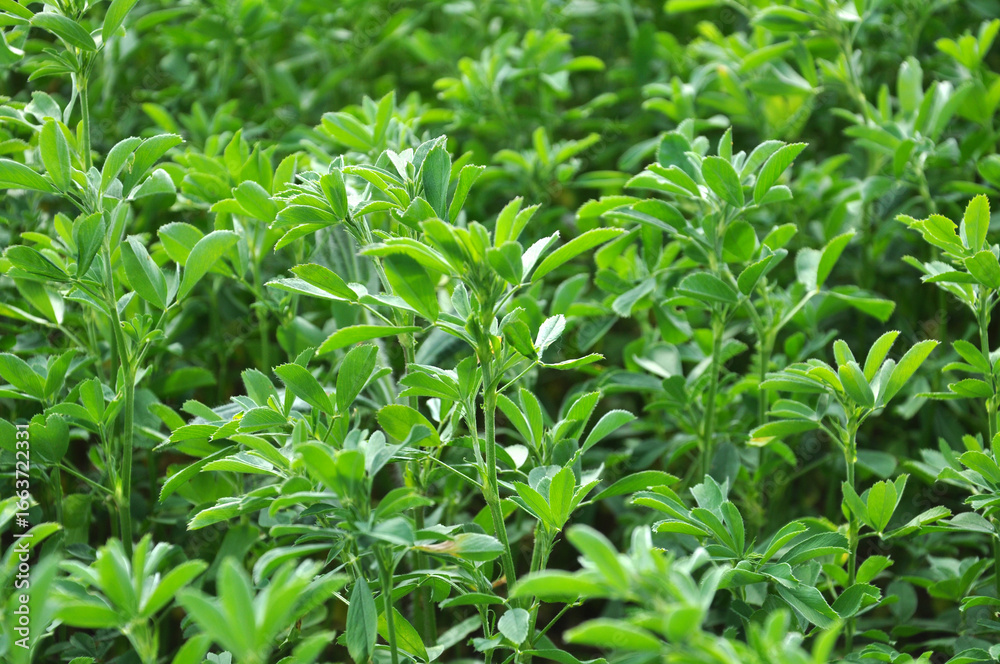 Fototapeta premium In the spring field young alfalfa grows