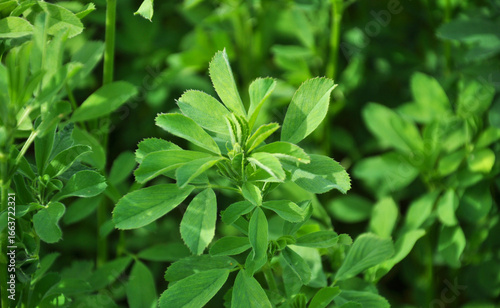 Wallpaper Mural In the spring field young alfalfa grows Torontodigital.ca