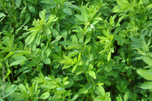 In the spring field young alfalfa grows