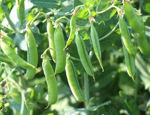 Green pea pods are ripening on the bush