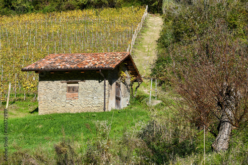 A typical ‘ciabot’, a small rural shelter, in a vineyard in the Langhe hills, Unesco World Heritage Site, in autumn, Treiso (Cuneo), Piedmont, 