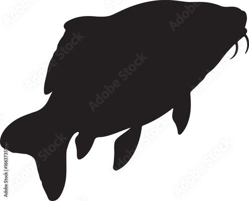 Black silhouette of a carp fish white background
